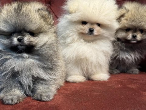 Show kalite tea cup ayı suratlı pomeranian yavrular
