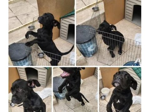 Cane corso 3 aylık aşıları tam