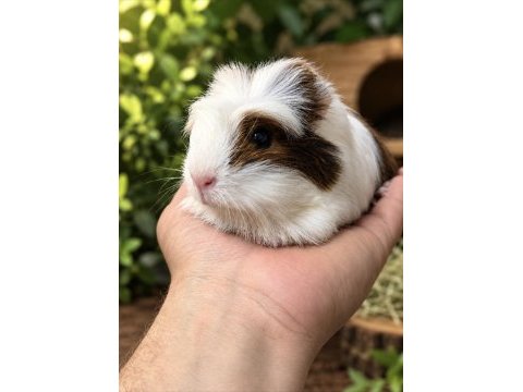 Safkan coronet ginepig bebekler
