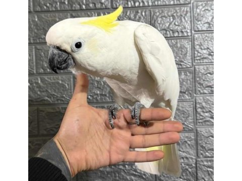 Full evcil kakadu papağanı