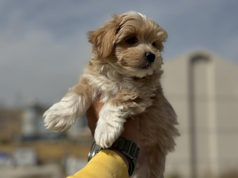 Petmode köpek çiftliğinden tea cup kore maltipoo