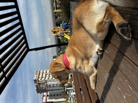 Labrador erkek oyuncu