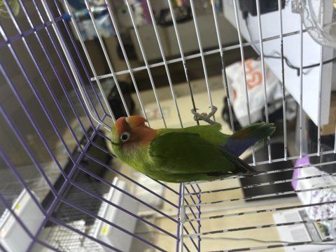 Ele alışık ısırmayan sevda papağanı
