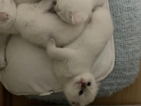 Scottish fold