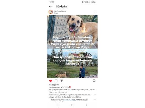 7 yaşında çocuklar ile arası iyi paşa köpeğimiz