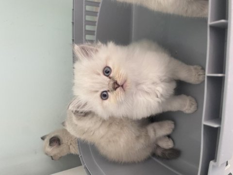 British longhair scottish fold british erkekler