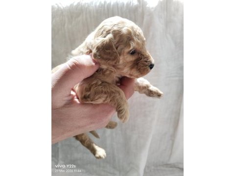Dişi ve erkek mevcut poodle