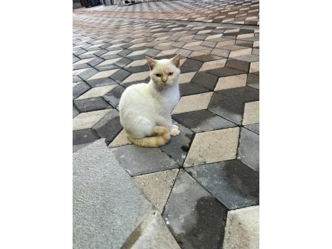 British shorthair gold erkek için yuva aranıyor