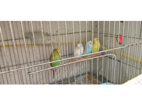 Muhabbet kuşu yavru ve yetişkin