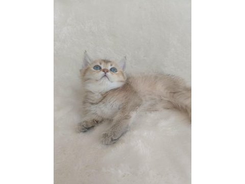 British shorthair yumoşlarım