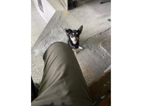 Chihuahua 7 aylık yavru dişi