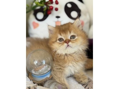 Golden ny 12 british longhair