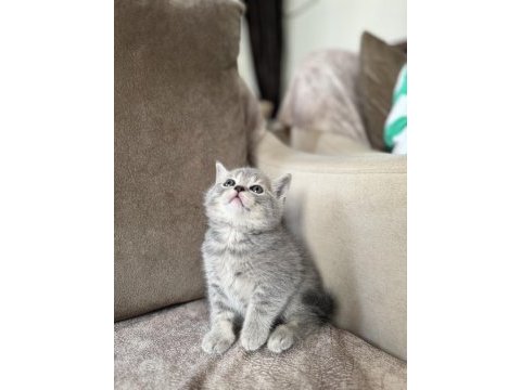 Silver british shorthair disi