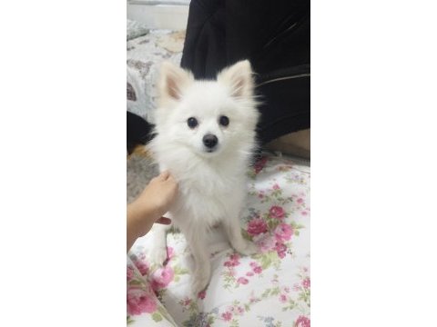6 aylık pomeranian erkek