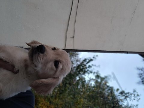 Golden retriever güzellikler