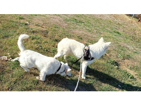 Şu çılgın samoyed yavrularımız
