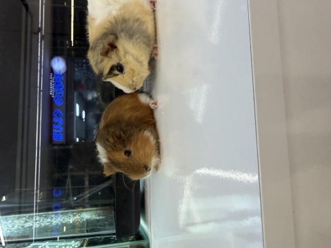 Ginepig yavruları