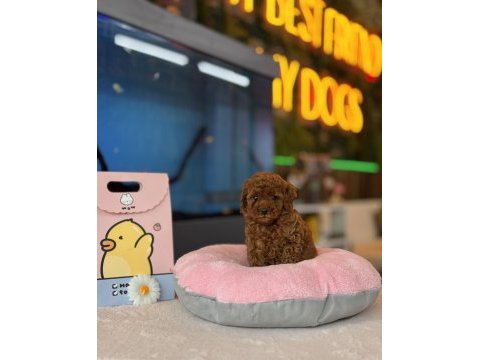 Poodle kalite asla tesadüf değildir