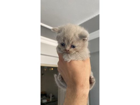 1,5 aylık scottish fold yavrularımız