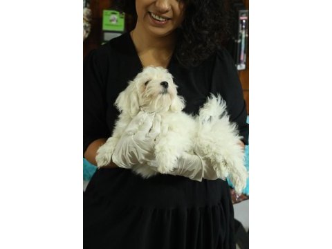 Dünya tatlısı minnoş maltese terrier