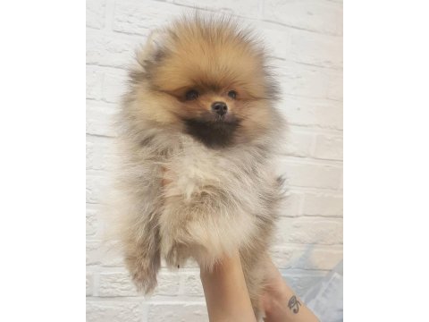 Ayı surat pomeranian yavruları