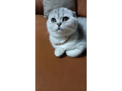 Kendi kedimizin yavruları tuvalet eğitimi