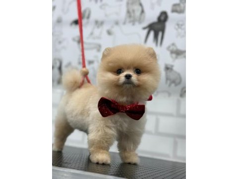 Pomeranian boo 3 aylık yavrular her renk mevcut