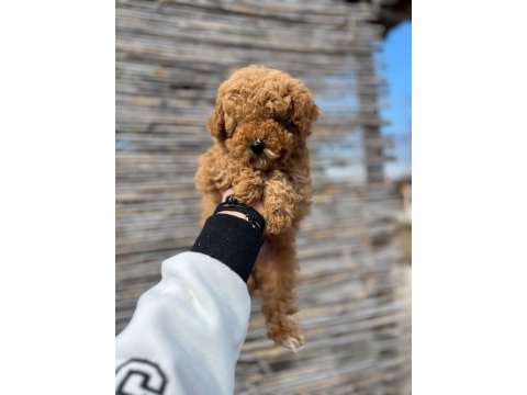 Toy poodle yavrular