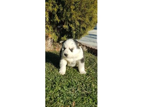 Masmavi gözlü safkan husky yavruları