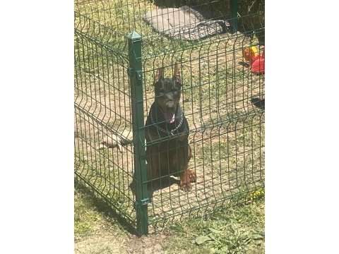 Von dadashov achıll in torunu doberman