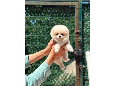 Sağlık ve ırk garantili pomeranian