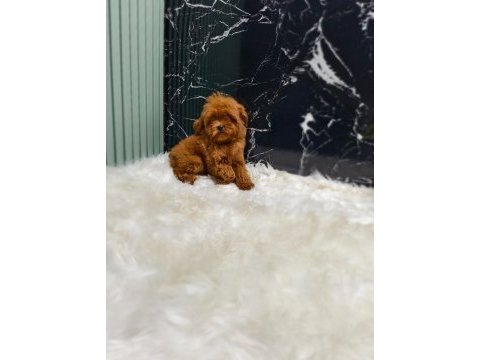 Maltipoo yavrular sizi bekliyor