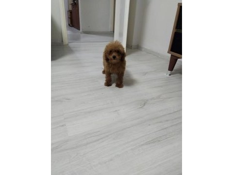 Toy poodle köpeğimiz