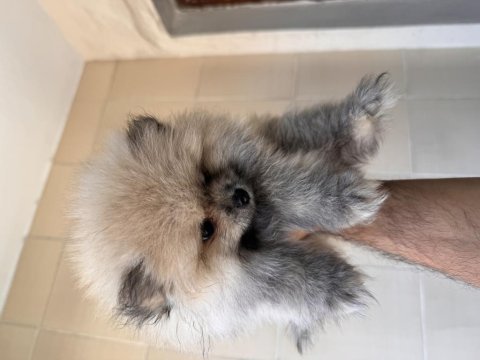 Pomeranian boo köpeği