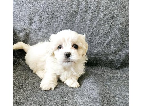Sıfır numara maltese bebekleri