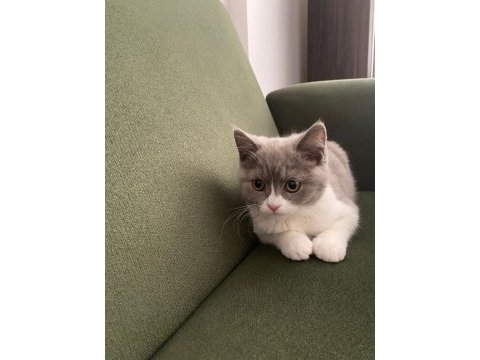3 aylık british shorthair (fawn bicolor)
