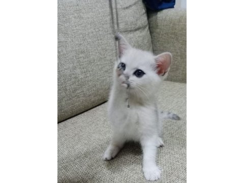 Eğitimli british shorthair