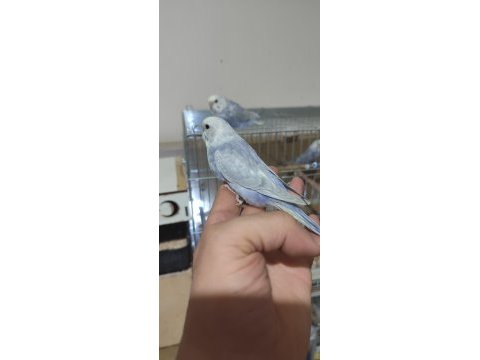 Yeni yeme düşen rainbow muhabbet kuşu yavrular