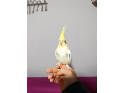 Konuşan sultan papağanı 1 yaşında