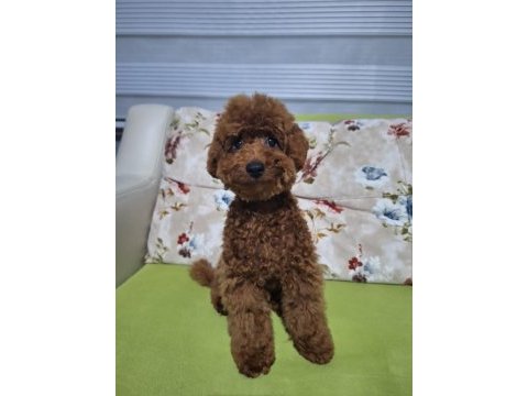 5 aylik erkek toy poodle