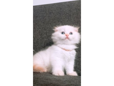 British longhair istanbul içinde ulaşımını sağlıyorum