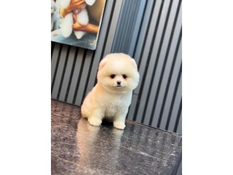 Pomeranian boo yavrularım