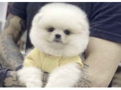 Pomeranian boo sosyal ve eğitimli köpekler