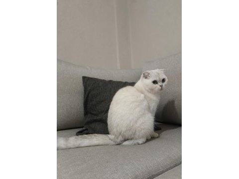 Scottish fold blue eyes