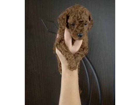 Toy poodle yavrularım orijinal