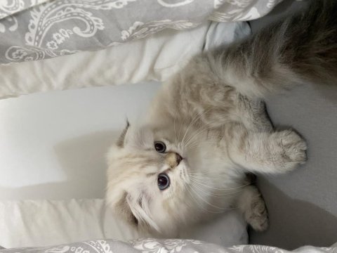 5 aylık british longhair yavrularımız