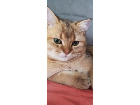 British shorthair golden
