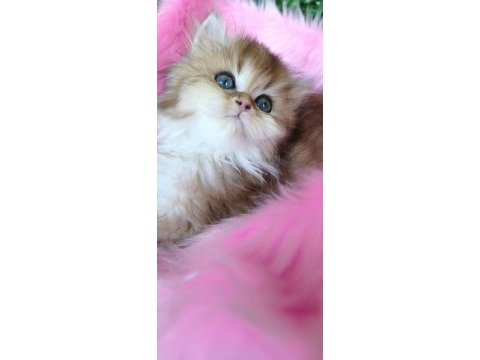 Ny25 dişi british longhair