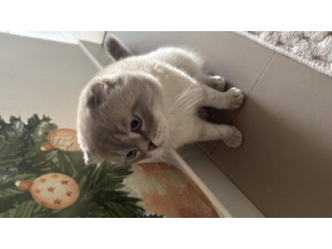Evde kedi fazlalığından scottish fold