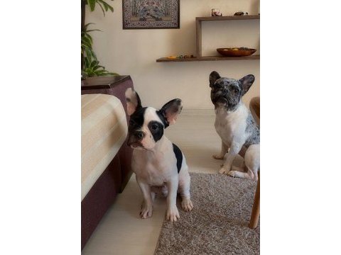 Erkek 6 aylık french bulldog acil ilan